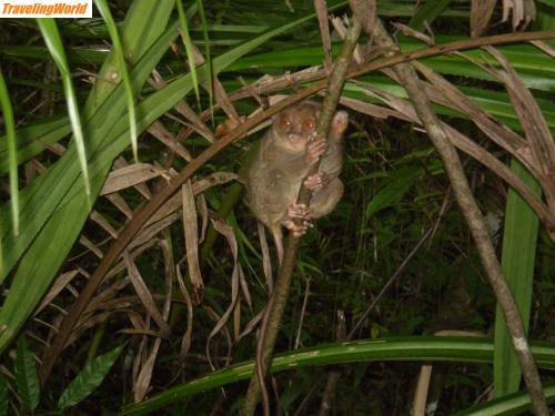 Philippinen: PA280078 / Tarsier - die kleinsten Primaten der Welt
