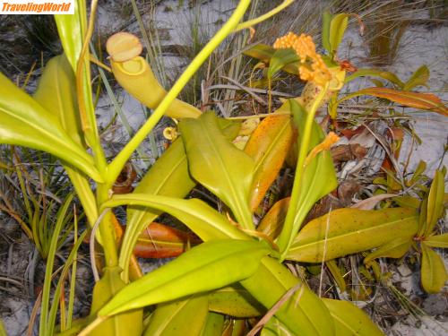 Madagaskar: mada 2005 c 058 / Nepenthes eine Fleisch fressende Pflanze