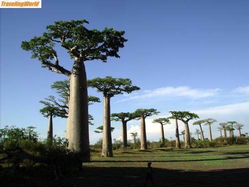 Madagaskar: Mada 045 / Die Boabab -Allee etwa 12 km von Morondava ( mit Taxi  Pkw  ) Richtung Mahabo und weiter ...Belo-sur Tsiribihina. 
Bei Sonnenuntergang am schönsten.