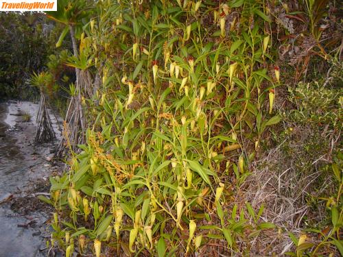 Madagaskar: mada 2005 c 062 / Nepenthes ... Schlingpflanze
