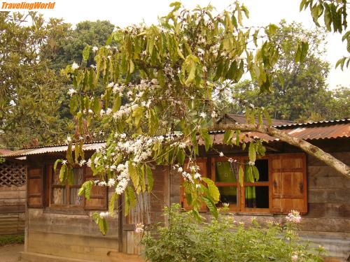 Madagaskar: mada 2005 c 242 / Ein Kaffee Baum in Andapa
