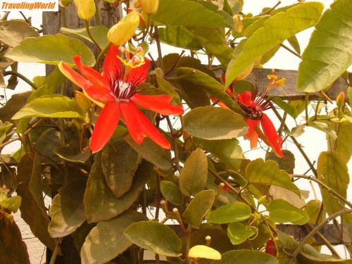 Madagaskar: mada 2005 c 235 / 
