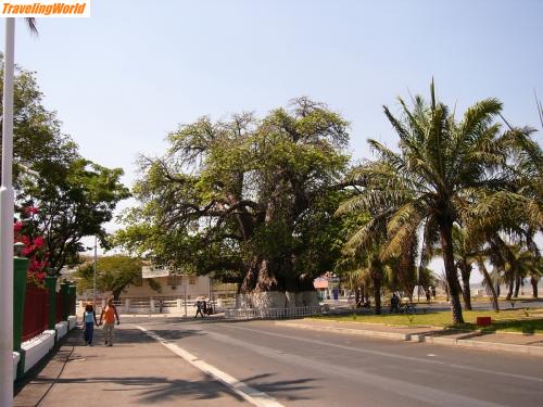 Madagaskar: Majanga Boabab 125 b jpg / Der Boabab von Mahajanga mit einem Durchmesser von 8 m  1000 Jahre alt
ist gleichzeitig ein Kreisel
