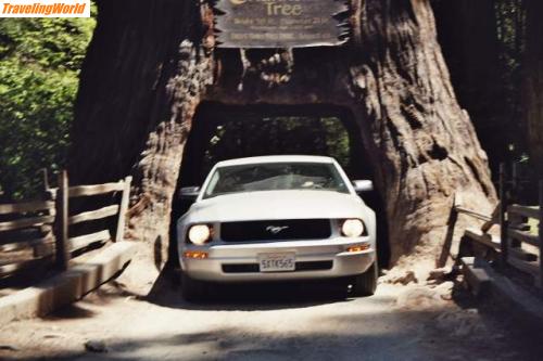 USA: Sequoia_Leggett / 14. Tag: Leggett - Chandelier Tree im Drive Thru Park
