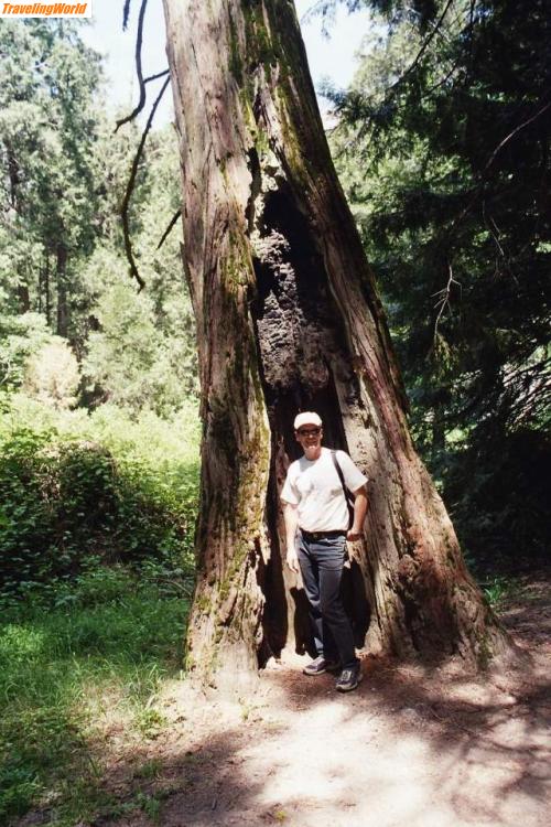 USA: Wanderung_Baum / 12. Tag: Yosemite NP - bei der Wanderung um den Mirror Lake