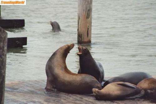 USA: Seelöwen_1 / San Francisco: Seelöwen am Pier 39