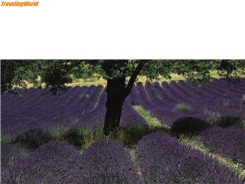 Frankreich: Lavendelfeld / 