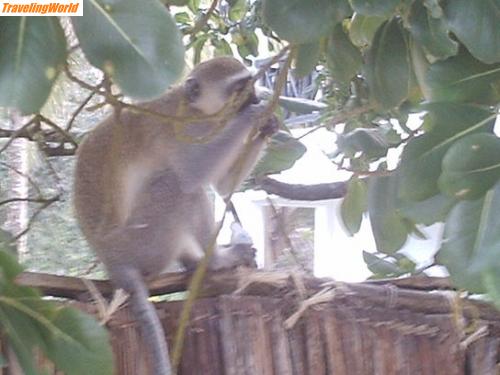 Kenia: Kenia 002 / 