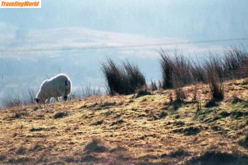 Grobritannien: Bild034_Neg.Nr.35 / highland sheep