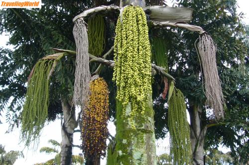 Brasilien: P1010862 / ein lustiger Baum mitten im Stadtpark von Brasila:
Frühling, Sommer, Herbst und Winter, alles auf einen Baum zu finden.