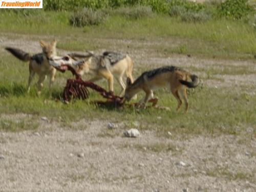 Namibia: 01_namibia_2005 (150) / 