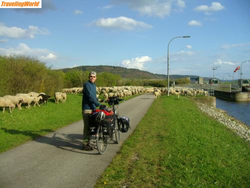 Deutschland: Fahrradtour pro Organspende 2008 066 / 25.04.2008 Donau-Main-Kanal, kurz vor Beilngries halten mich ein paar Schafe aufgehalten. Der Schäfer war so nett und hat ein Foto gemacht. Der Hütehund, hatte keine lust die Schafe zusammen zuhalten, denn er war einfach zu alt. (12 Jahre).