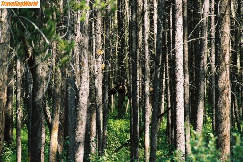 Kanada: F1000021 / Elch im Wald