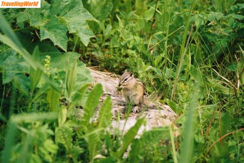 Kanada: F1000007 / Streifenhörnchen im Jasper Nationalpark
