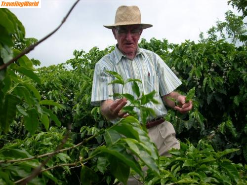Costa Rica: Kaffeeplantage bei Kloetti (8)a / 