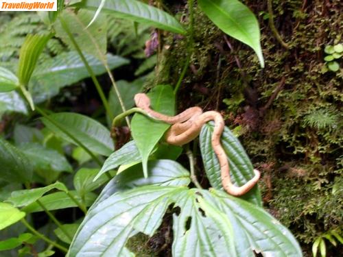 Costa Rica: Monteverde Reservat-Santa Elena (13)a / 
