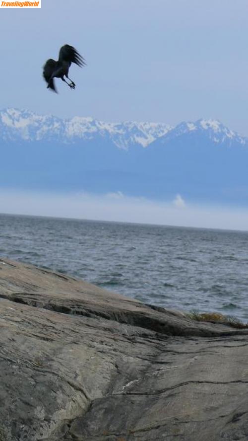 Kanada: victoria10 / Olympic Mountains