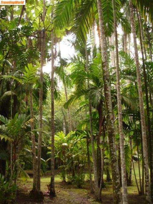 Panama: Panama 153 (Small) / 