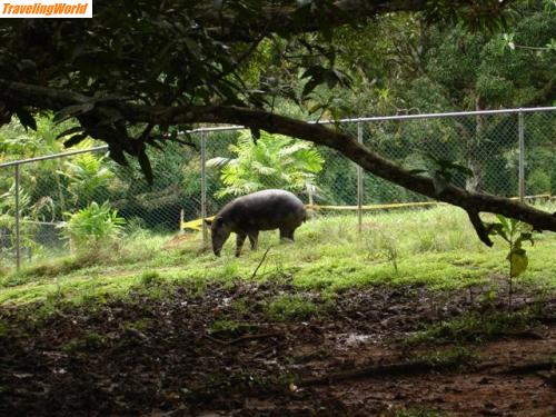 Panama: Panama 159 (Small) / 