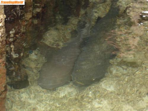 Panama: Panama 069 (Small) / 