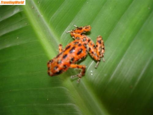 Panama: Panama 126 (Small) / 