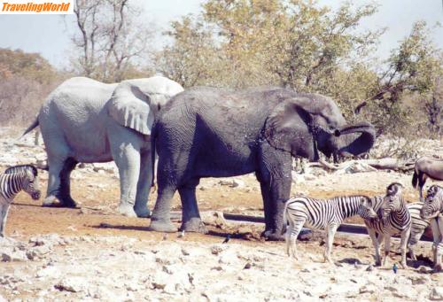 Namibia: 53-elefanten-sw / 