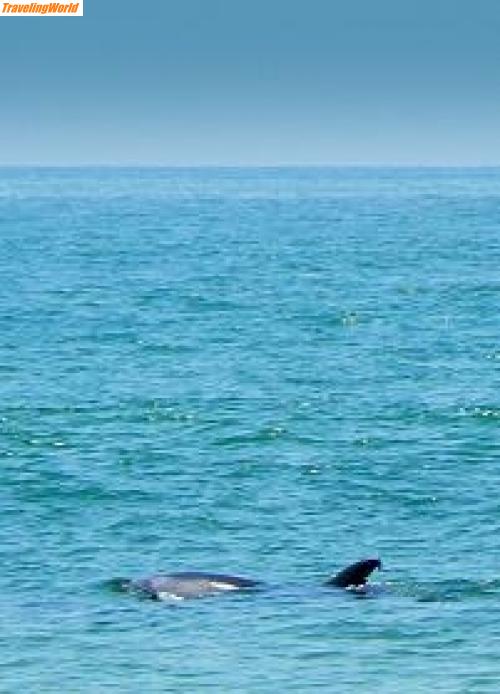 USA: 21 / dolphin at venice beach