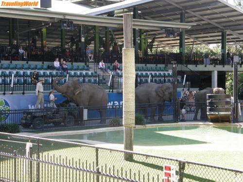 Australien: P7020077 / Zoo