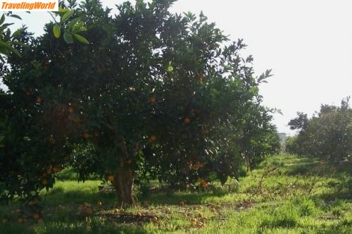 Trkei: Portakal+Mandarina_bahcesi2 / Orangenbaum Plantage