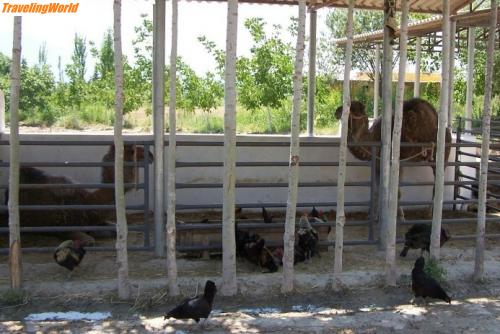 Türkei: Farm2 / Kamele zum Galoppen