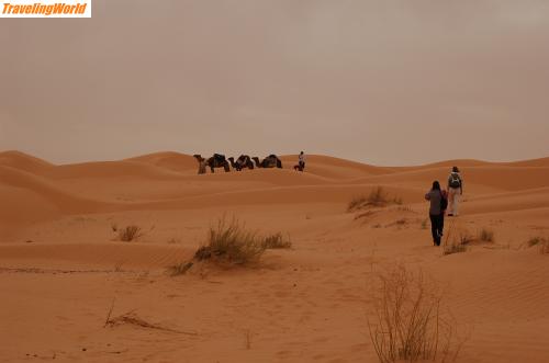 Tunesien: DSC_0038 / Kamele ohne Reiter