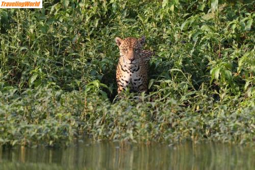 Brasilien: Brasilien 001 / Begegnung mit einem Jaguar