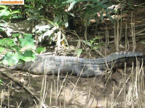 Australien: IMG_2888 / natural crocodile