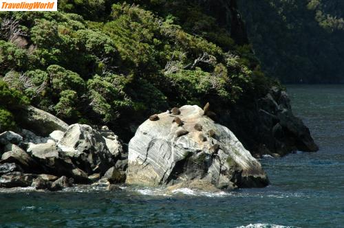 Neuseeland: DSC_0735 / Milford Sound