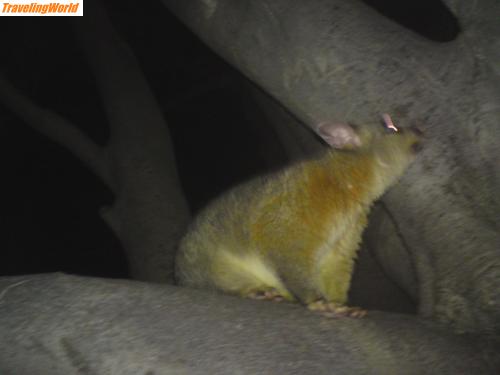 Australien: DSC00394 / ein Oppossum, die springen am Abend von Palme zu Palme!