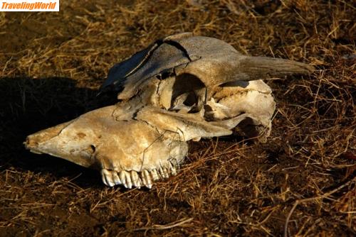 Indonesien: Skull / 
