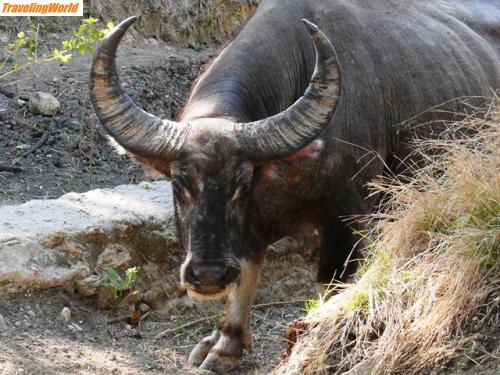 Indonesien: Ox / 