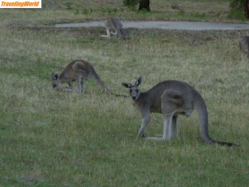 Australien: 0402 GrampNP - Kanguroo 1 / 
Die ersten Känguruhs