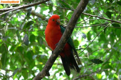 Australien: 0905 KURANDA - red cockatoo / 