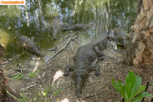 Australien: 1003 Palm Cove - Freshwatercrocodile / 