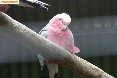Australien: 1805 Blue Mount. - rose cockatoo / 