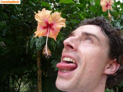Malaysia: P1020220 / Orchidiengarten: mal testen wie der Hibiscus schmeckt...