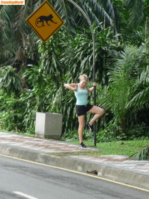 Malaysia: P1020195 / Die Affen sind los...