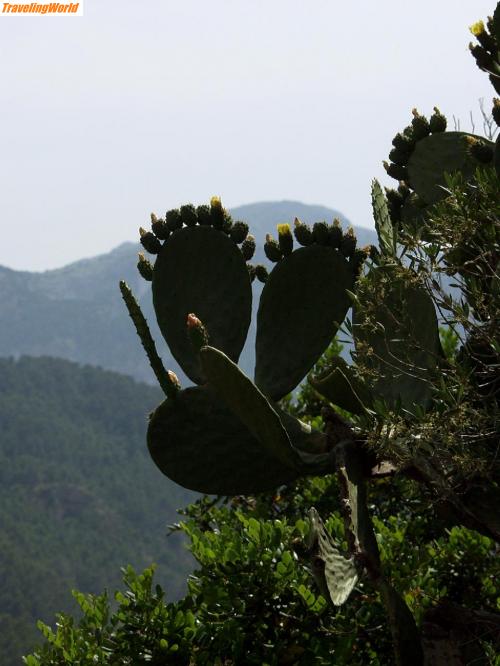 Spanien: M027 / Feigenkaktus......Westküste - von Valdemossa nach Andratx
