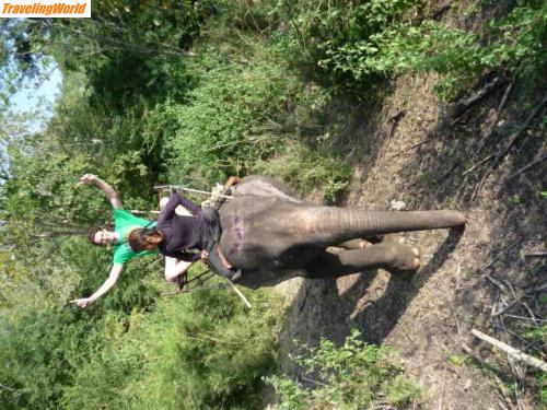 Malaysia: P1030666 / Elefants rule