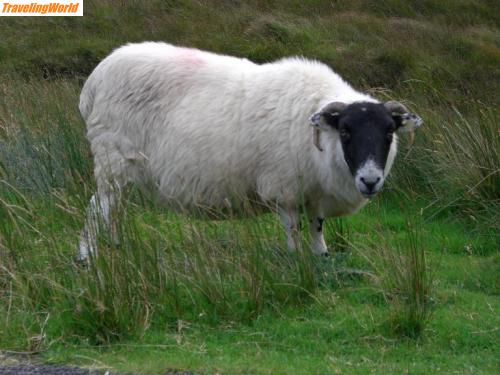 Irland: 416 / 