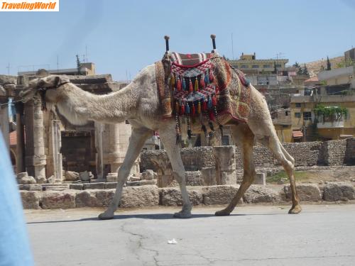 Libanon: P1020240 / 