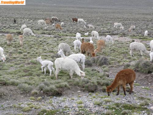 Peru: 049_Alpaca-Herde_1 / Alpaca-Herde