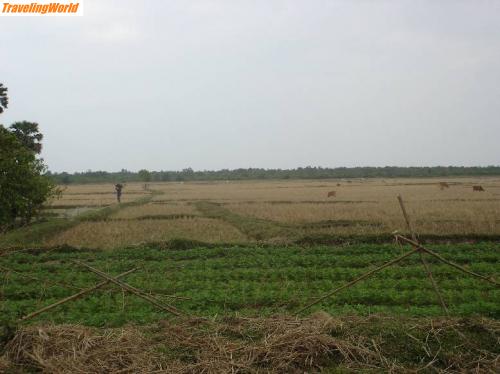 Kambodscha: DSC05019 / 