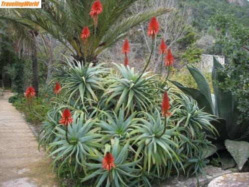 Spanien: Mall. Feb.09 150 / Eine Augenweide im Feb.: eine blühende Kaktee im Schlossgarten